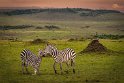 056 Masai Mara, zebra